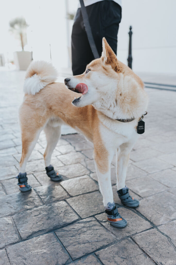 ECFreshPawzBeluga.jpg